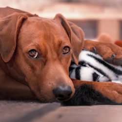 Of course, give up the hope of lying on the couch with a pinscher to the “grumbling” ...