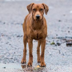 The first written records of the breed date back to 1836. Then the standard pinschers were not b ...
