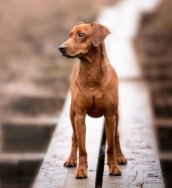  At first, the animals were kept by rodent-dominated burghers. Agile and quick-witted doggies br ...