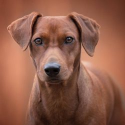 It is assumed that the progenitors of the animals could have been marsh dogs, which were conside ...