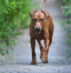German Pinschers are not the oldest breed, but there is still no reliable information about its  ...