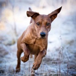 The growth of the average representative of the breed is 45-50 cm; weight – 14-20 kg, and  ...