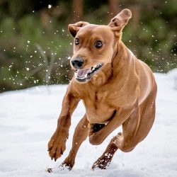 Smooth-haired, compact, but far from pocket-sized, the dog looks like a muscular robust man, rea ...