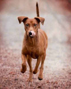 In 1989, breeder Burkhard Foss decided to update the phenotype of the standard pinscher for the  ...