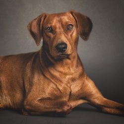 In the 50s, Pinschers almost ceased to be bred. The director of the German Pinscher-Schnauzer cl ...
