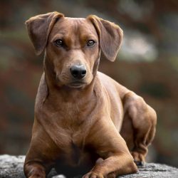 In the 40s of the XX century, interest in the breed faded away, and in the 50s, pinschers almost ...