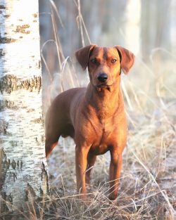  In 1884, a separate standard of appearance was drawn up for the descendants of swamp dogs, whic ...