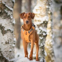 Until 1879, German Pinschers were bred together with schnauzers, which made it possible to obtai ...