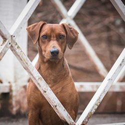 Wool. The coat is very short, dense, evenly covering the body of the dog. Healthy hair has a ple ...