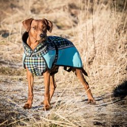 The standard recognizes the monochromatic (red-brown, Muruga-red) and black and tan color of the ...