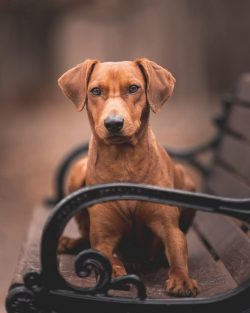 The German Pinscher is a dog personality. Moreover, the person is cunning, curious to the point  ...
