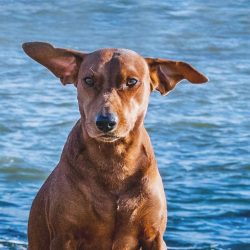 Neck. The elegant curve of the dog’s dry neck looks graceful and sophisticated. The skin a ...