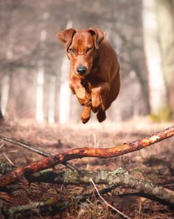 Ears. The earflap is V-shaped, high-slung, hanging from elastic cartilage. The back edges of the ...