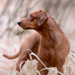 With the rest of the four-legged creatures, the pinscher is able to get along and even be friend ...