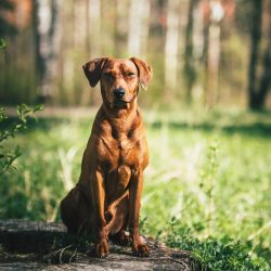 A little about the tricks of standard pinschers. The breed, like the bunnies from the Duracell a ...