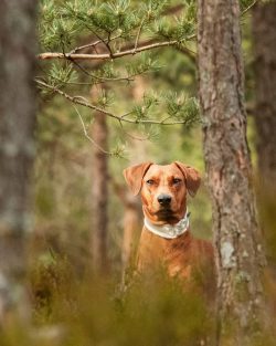 Usually, a guilty dog ​​has two tactics of behavior: distracting a person’s attention by c ...