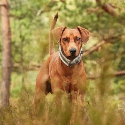 If the owner refuses to satisfy the pet’s entertainment need, he will not insist and will  ...