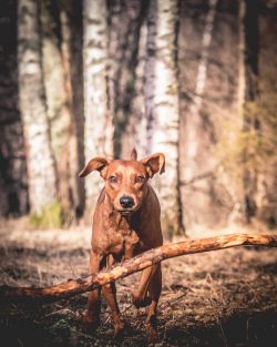 If for some reason they shouted at the Pinscher or denied him what he really wanted, he will not ...