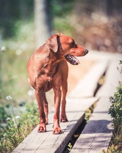 Experienced dog handlers say: the first and most important lesson for a puppy who has moved to a ...