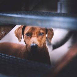 The problem of raising and training the breed is only in the fact that its representatives are e ...