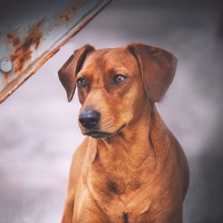  Pinschers are ultra-intelligent, have developed intuition, and in terms of intelligence, they a ...