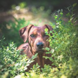 If during a walk nothing interesting came into view, the dog will try to compensate for the lack ...