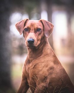  If you fear for the health of a pet who ran away to get acquainted with the shepherd dogs resti ...