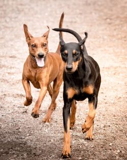 The breed joins canine collectives surprisingly easily, occupying the niche of a mass entertaine ...