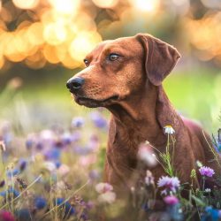 Sometimes the spirit of ancestors awakens in a pet, requiring a small sacrifice, which usually b ...