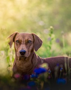 The hunting instinct of the breed is muted, but this does not prevent the German Pinscher from g ...