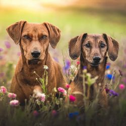 An important nuance when working with a pinscher – it is important not to dwell on the imp ...
