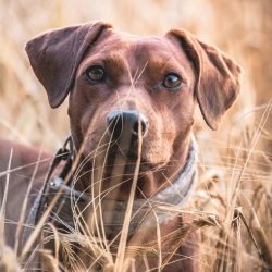 For most pets, for normal integration into the family and the street environment, it is enough t ...