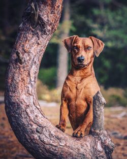 Often, videos are posted on breed forums in which standard pinschers demonstrate brilliant posse ...