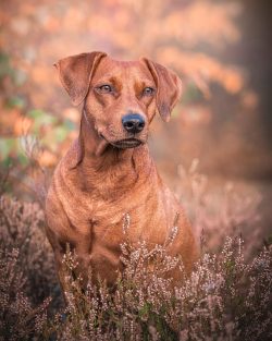 When you see a Pinscher, pass the obedience standards, keep in mind that behind the honed action ...