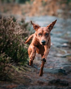 German Pinschers are trained according to the same principle as all sly dogs – trying to i ...