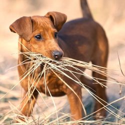 Trying to scold and punish the German Pinscher for being enterprising is pointless.