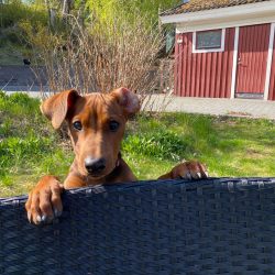 Remember, it is natural for the breed to bypass restrictions, but not explicitly, but surreptiti ...