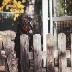 When educating, it is important not to go too far and not try to drill the dog. Relatives of the ...