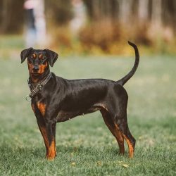 To raise an exemplary companion and pet from a standard pinscher, experienced breeders recommend ...