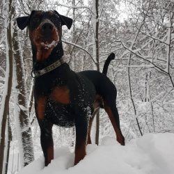 In addition to recognizing the authority of the owner, the German Pinscher is obliged to obey th ...