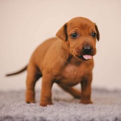 To concentrate the animal’s attention during training, breeders recommend using a clicker.