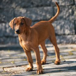 If you can’t manage a four-legged rascal even after reading mountains of special literatur ...
