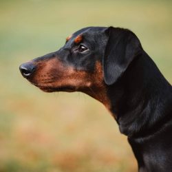 From the age of three months, puppies are useful to drive to training grounds, where instructors ...