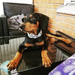The German Pinscher is not averse to spending time in the yard or on the site of a country house ...