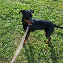 Daily walks for the breed are an urgent need, and it is necessary to take out its representative ...