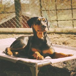 As with all short-haired breeds, with the German Pinscher you don’t have to spend money on ...
