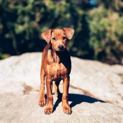 Always remember that German Pinschers are weather dependent dogs.