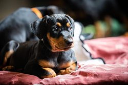 As with all short-haired breeds, with the German Pinscher you don’t have to spend money on ...