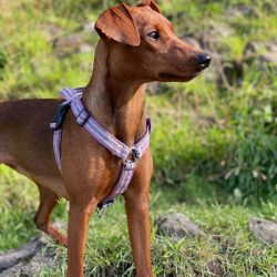Hygiene of the ears of the German Pinscher should be carried out once a week. If the examination ...