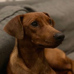 It is necessary to ventilate the pet’s ears daily.
 Docking can be considered as an altern ...